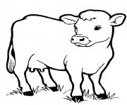 Printable little cow preschool s farm animalsbb1f coloring pages