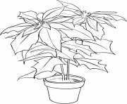 Printable poinsettia christmas flower sf180 coloring pages