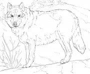 Printable grey wolf 2 coloring pages