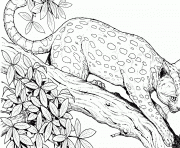 Printable cheetah cat hard adult animal coloring pages