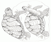 Printable on noahs ark coloring mural sea turtles by jan brett coloring pages
