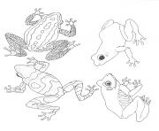 Printable umbrella mural coloring frogs by jan brett coloring pages