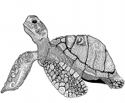 Printable zentangle turtle adults coloring pages