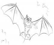 Printable bat halloween coloring pages