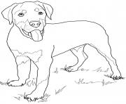 Printable rottweiler puppy cute dog coloring pages