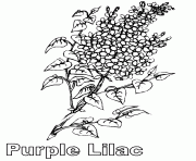 Printable purple lilac flower coloring pages