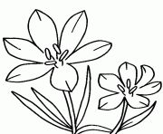 Printable blossom crocus flower coloring pages
