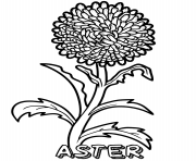 Printable aster flower coloring pages