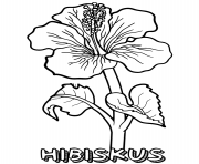 Printable hibiskus flower coloring pages