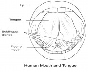 Printable human mouth and tongue coloring pages