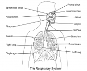 Printable respiratory system by Yulia Znayduk coloring pages