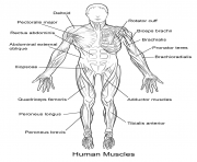 Printable human muscles front view coloring pages