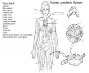 Printable lymphatic system worksheet coloring pages
