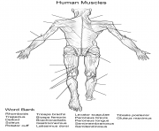 Printable human muscles back view worksheet coloring pages