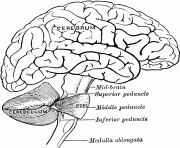 Printable cerebrum brain anatomy coloring pages