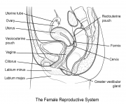 Printable female reproductive system coloring pages
