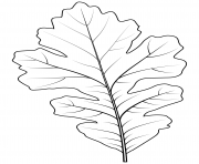 Printable bur oak leaf coloring pages