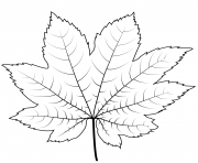 Printable vine maple leaf coloring pages
