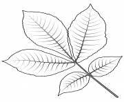 Printable shagbark hickory tree leaf coloring pages