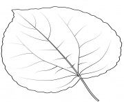 Printable katsura tree leaf coloring pages