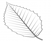 Printable american beech leaf coloring pages
