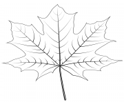 Printable norway maple leaf coloring pages