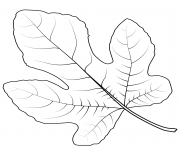 Printable common fig leaf coloring pages