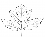 Printable box elder leaf coloring pages