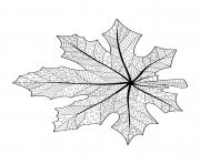 Printable fall maple leaf doodle for adults coloring pages