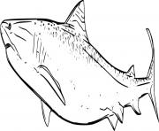 Printable Big Tiger Shark coloring pages