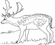 Printable Realistic Fallow Deer coloring pages