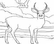 Printable Realistic Mule Deer coloring pages