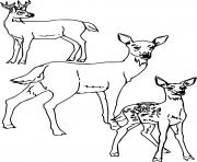 Printable Three Different Deer coloring pages