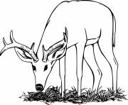 Printable Realistic Deer Eating Grass coloring pages