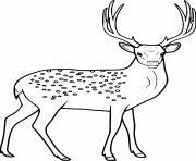 Printable Huge Elegant Deer coloring pages