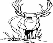 Printable whitetail on the grasses coloring pages