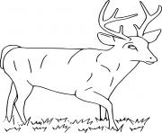 Printable Big Deer on the Grass coloring pages