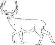 Printable realistic whitetail walking coloring pages