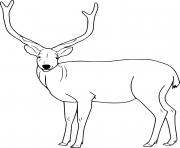 Printable Easy Realistic Deer coloring pages