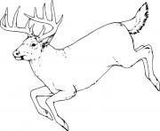 Printable running realistic whitetail coloring pages