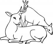 Printable two white tailed deer coloring pages
