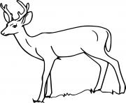 Printable Simple Deer on the Grass coloring pages