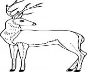 Printable Realistic Elegant Deer coloring pages