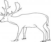 Printable Fallow Buck Deer coloring pages