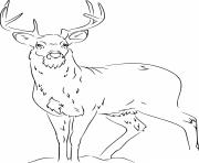 Printable realistic white tailed deer coloring pages