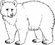 Printable Realistic Black Bear coloring pages