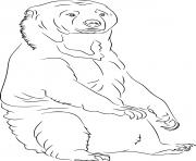 Printable Realistic Sun Bear coloring pages