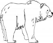 Printable Realistic Brown Bear coloring pages