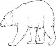 Printable Realistic Polar Bear Walking coloring pages