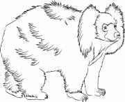 Printable Realistic Sloth Bear coloring pages